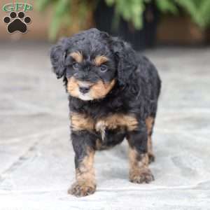 Dakota (F1 B), Cavapoo Puppy